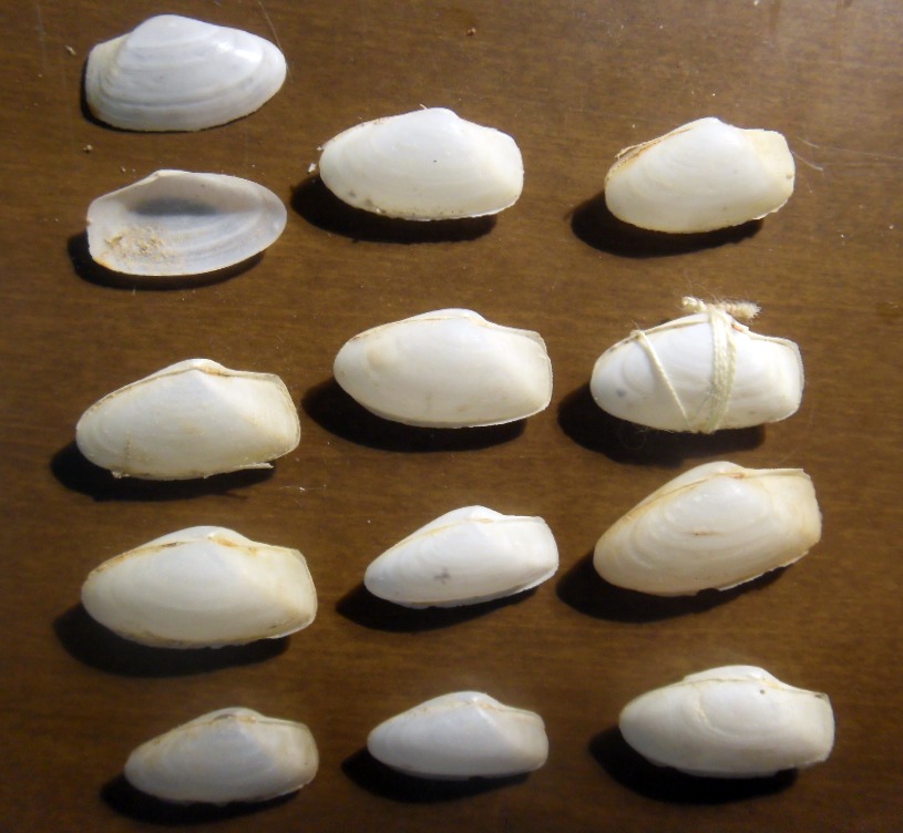 Thracia payracea o Thracia grcilis?